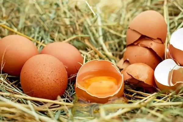 鸡蛋壳能吃吗,鸡蛋壳能吃吗有什么作用