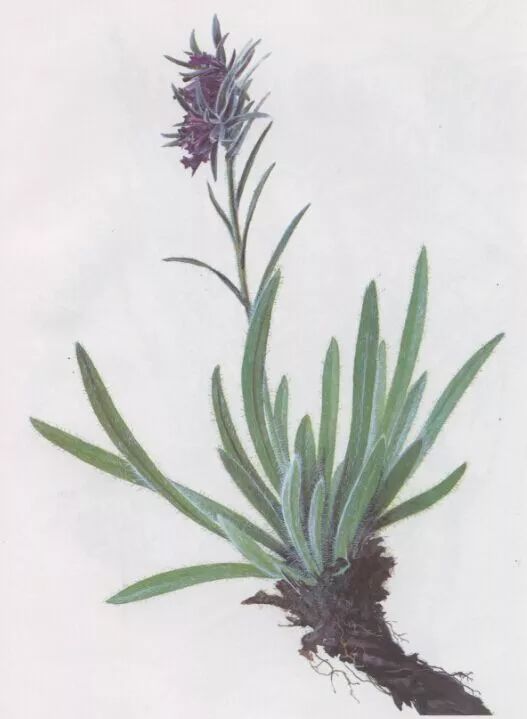 新疆紫草的功效与作用(百草园) - 行就行