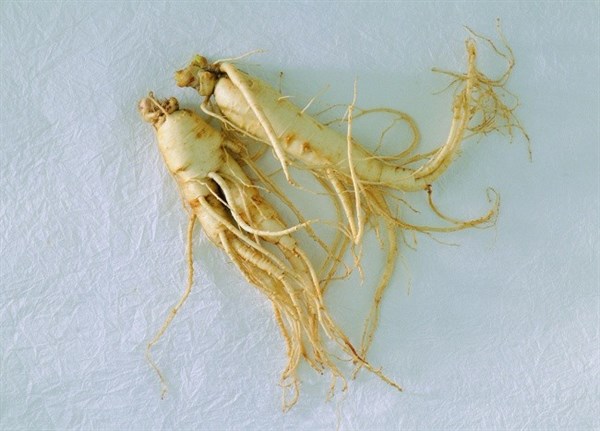 中医认为,人参味甘,微苦,性微温;黄芪味甘,性温.