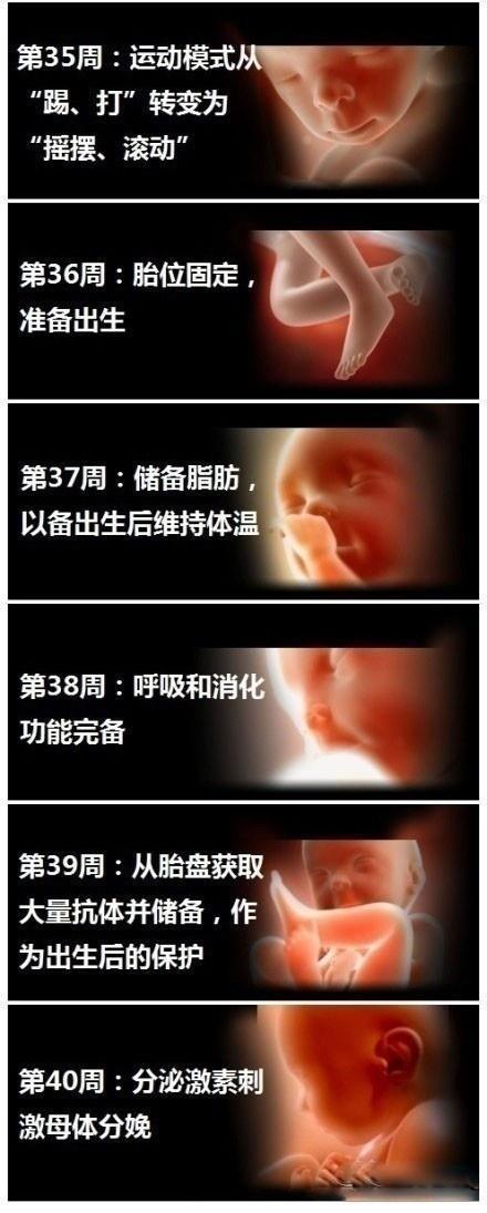 十月怀胎这么神奇！9张图清晰反应胎儿1-40周发育全过程