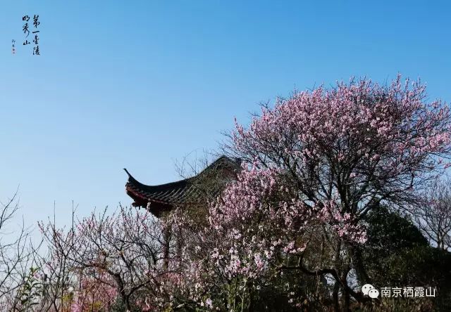 【栖霞山·植物百科】桃：人间四月芳菲尽，山寺桃花始盛开