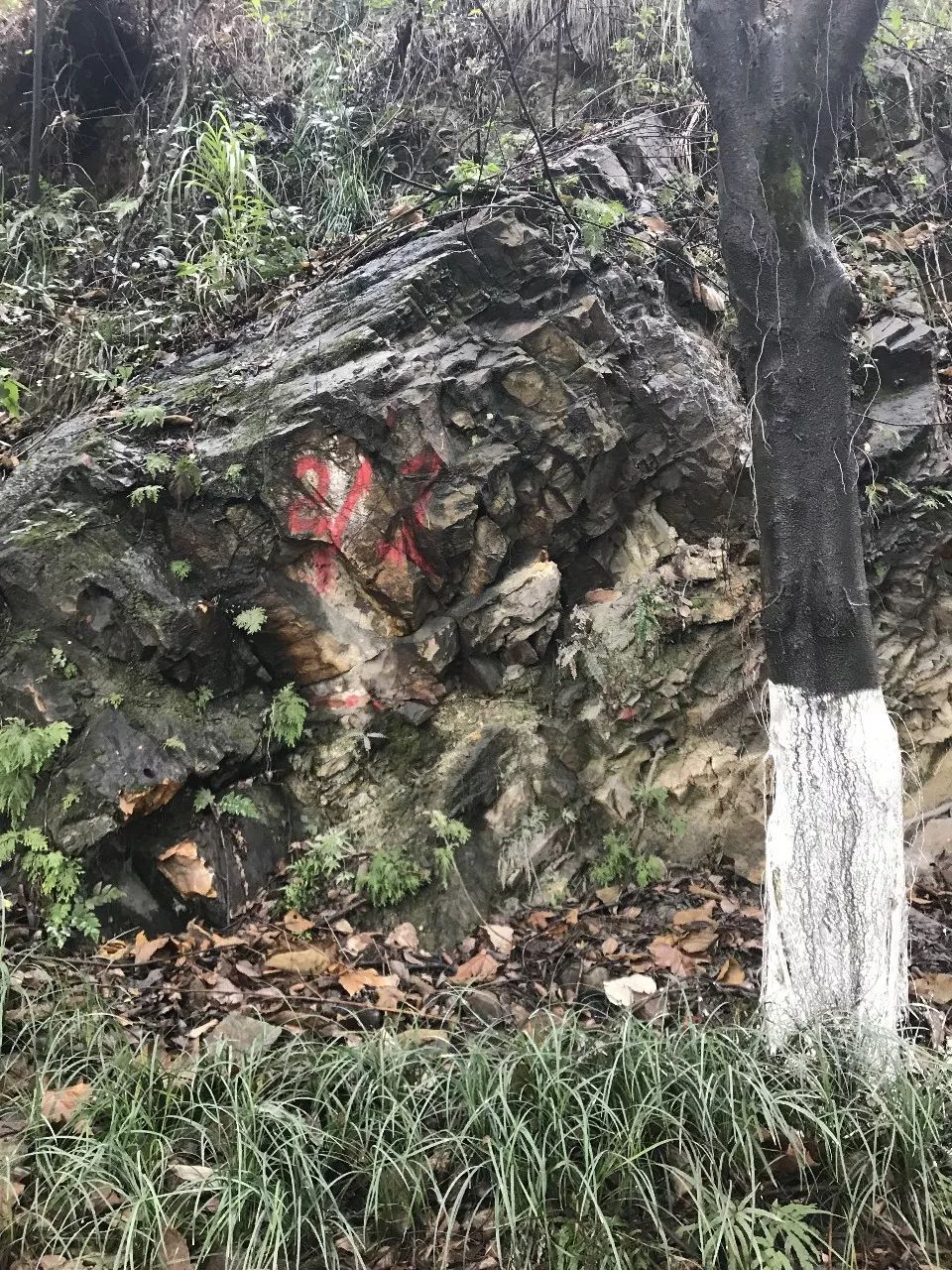 尋景巴渝 探秘北碚化石 天天看點