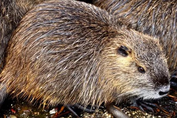 青根貂是什么(青根貂是什么毛)