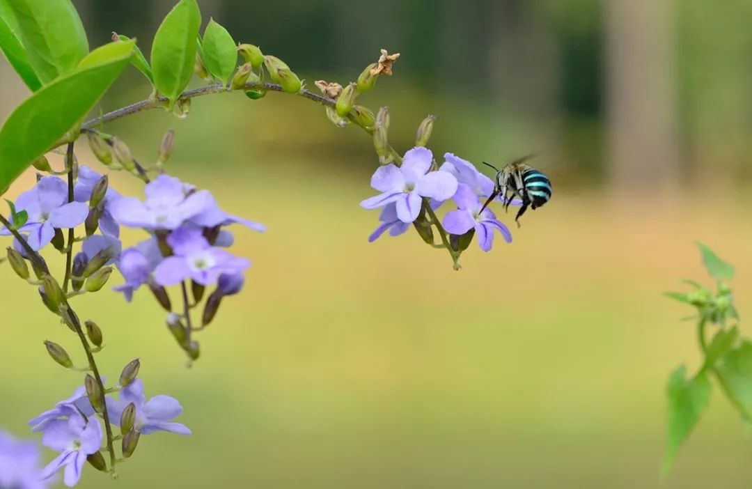 「散文」蜜蜂和蝴蝶/潘珍