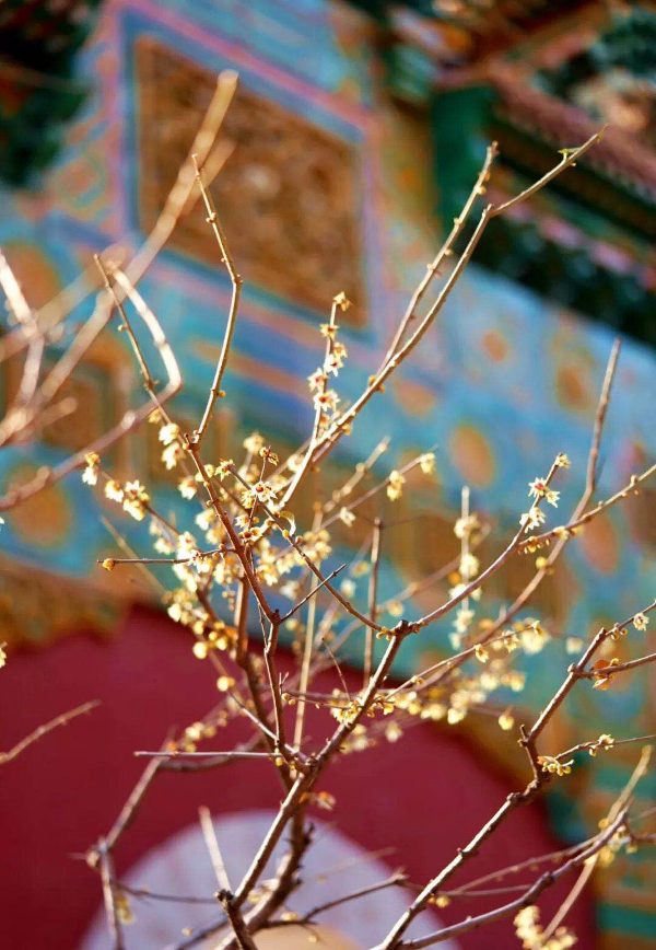 雪没来，春来了？北京植物园卧佛寺腊梅花开！