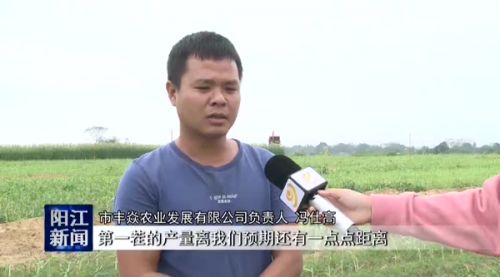 陽江新引種牧草甜高粱開始收割