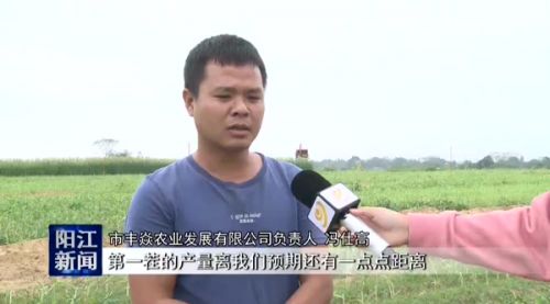 阳江新引种牧草甜高粱开始收割