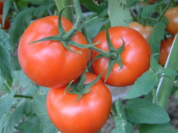 西红柿 热量高吗（4种热量很高的水果分享）