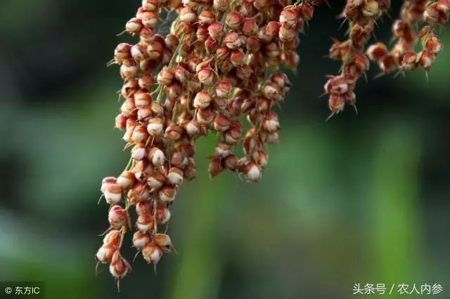 吉林高粱价格今日价（河北高粱价格）