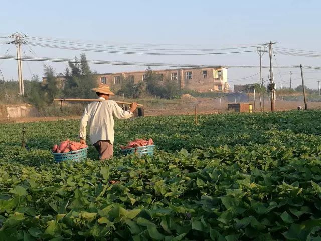 红薯，冬日里的甜糯温暖