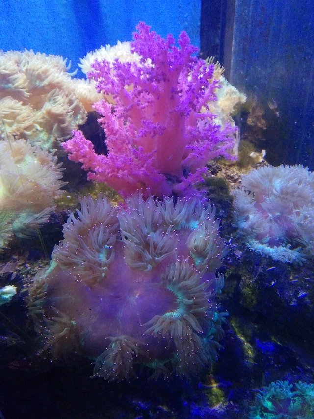 大连奶爸周末带娃宝贵经验分享 大连景点单日游——大连老虎滩海洋公园