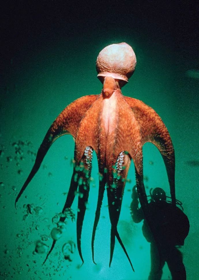 北太平洋巨型章鱼有多大(水蛸:北太平洋巨型章鱼)