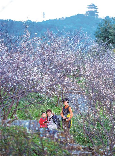 惠州梅花：遥知不是雪 为有暗香来