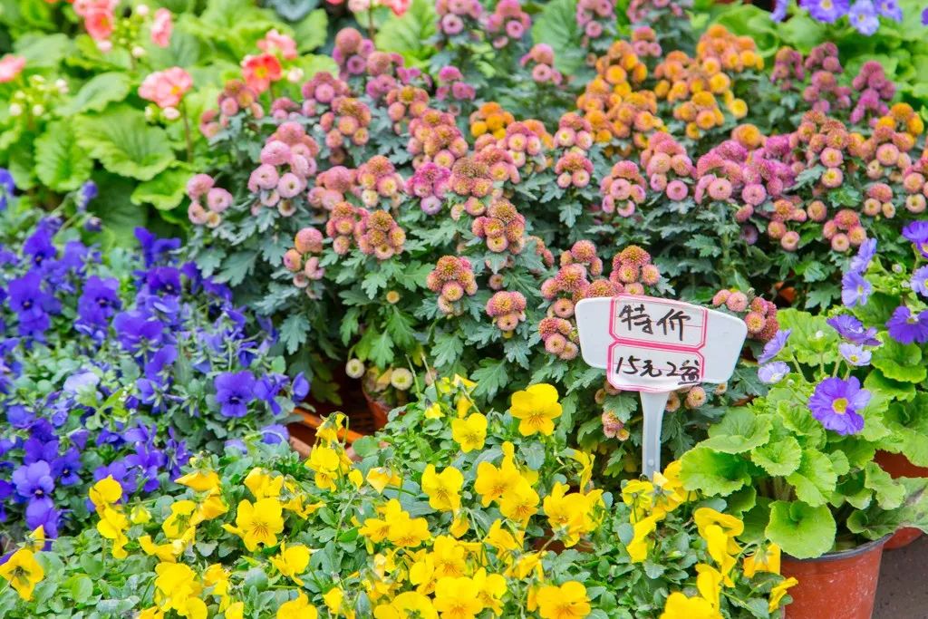在重庆的望海花市,遇见活色生香的冬天