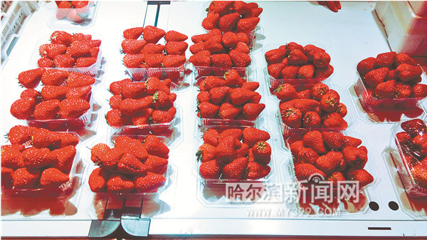 哈尔滨草莓今日价「哈尔滨草莓采摘园」