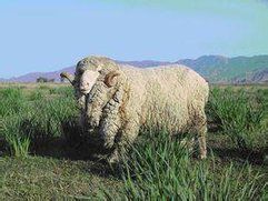 科普｜澳洲进口的羊毛为什么好？