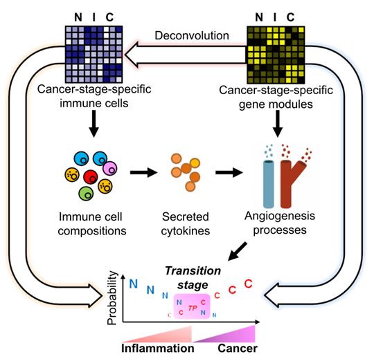 研究发现影响组织炎症癌症转变及免疫治疗响应的免疫细胞和分泌因子