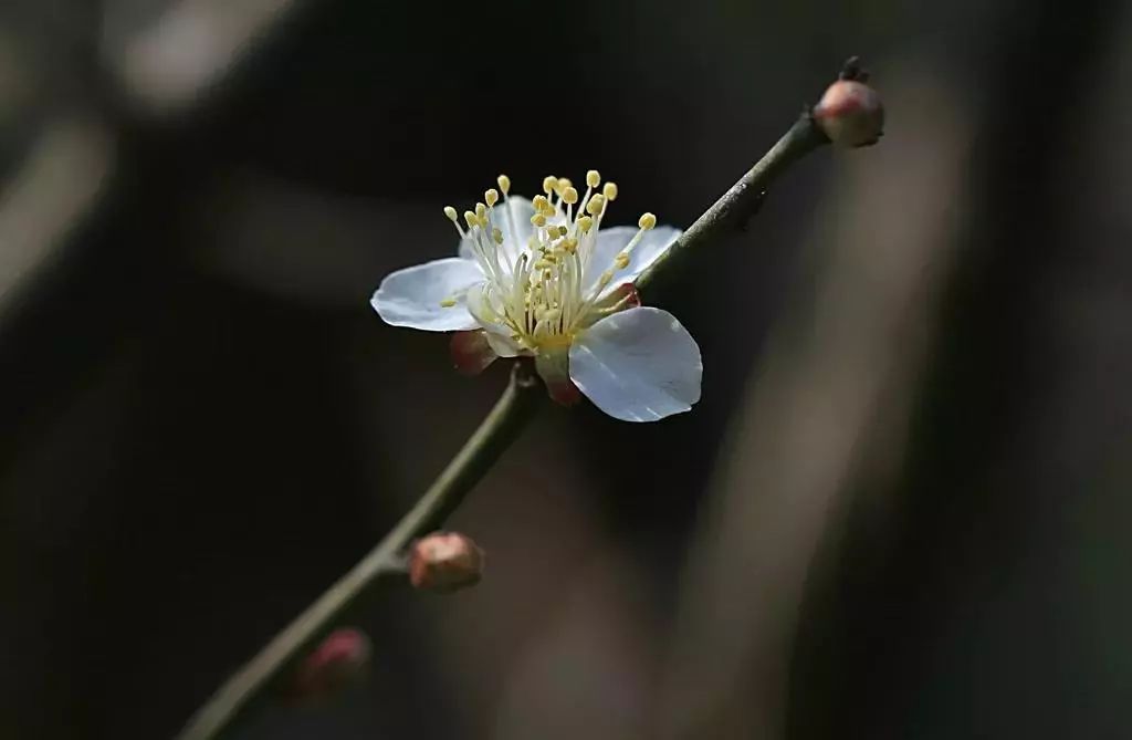 「文化艺术」墙角数枝梅，凌寒独自开