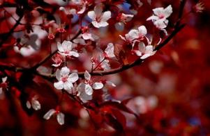 赶花会|红叶李的花瓣雨在通知我们：成都最美的春天就要来了