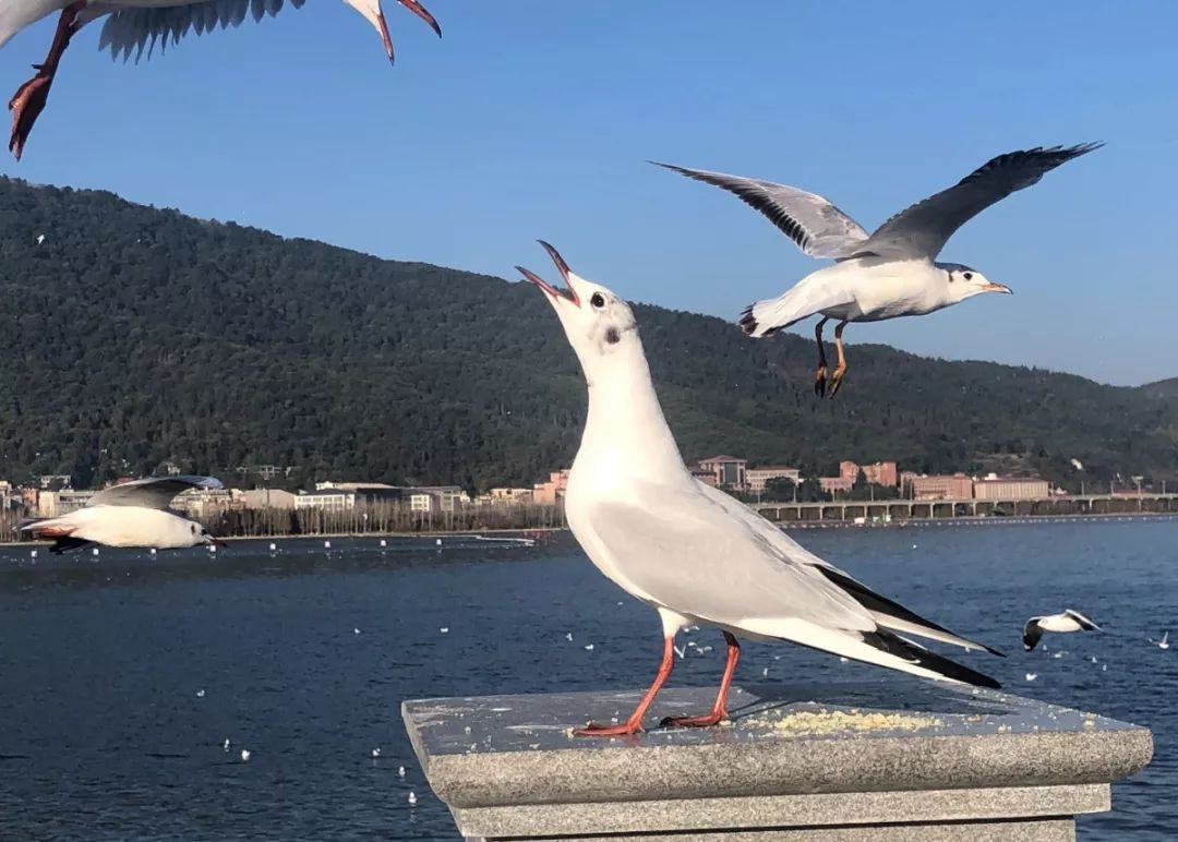 你嗦嘛？海河惊现卫嘴子“鸥”，专吃油酥烧饼！网友：要不要加点酱牛肉？