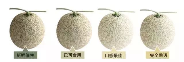 玫珑蜜瓜与哈密瓜的区别 -生活知识库-动动脑