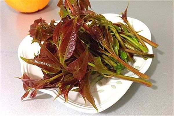 香椿的功效與禁忌,香椿的功效與禁忌?