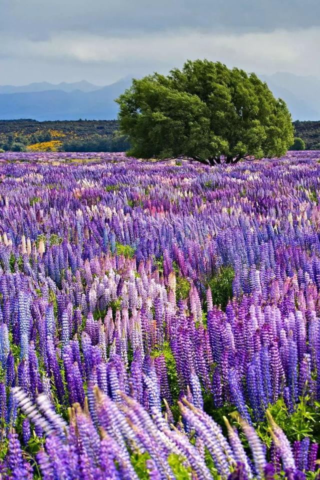 世界上最美的风景 -徐拾记官网