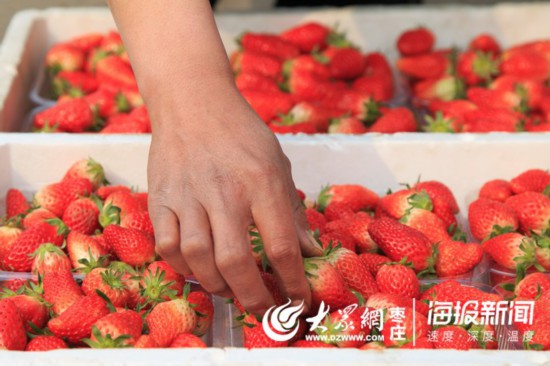 枣庄草莓今日价，太原草莓价格今日价