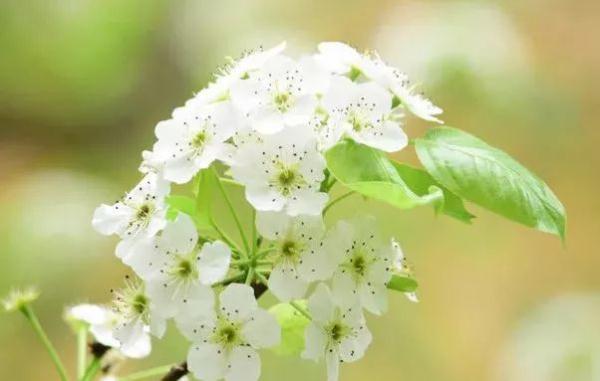 又是一年赏花季！乱花渐欲迷人眼，教你分清谁是谁