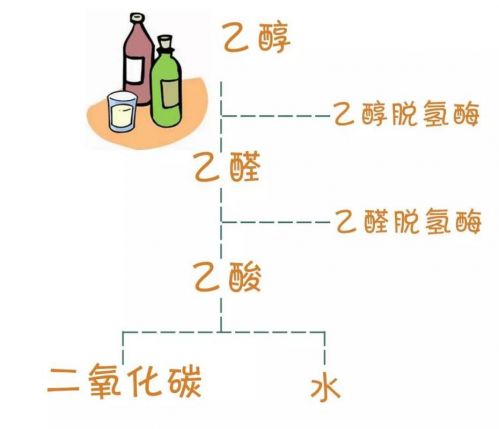 十大解酒的饮料有哪些(醒酒饮料掀起新潮流，深度评测4款热门醒酒饮料)