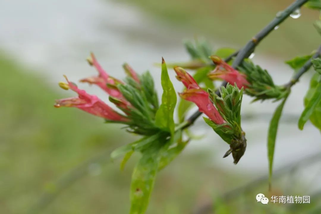 忧遁草的功效与作用-我的快乐小窝