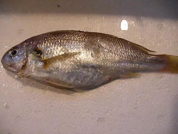 玉秃10,鲻鱼9,甲鱼8, 招潮蟹7,凤鲚6,蝤蠓虎(乌塘鳢)5,弹涂鱼(跳狗鱼)