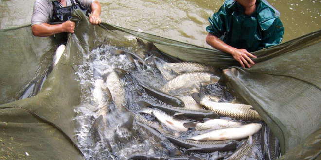 上半年鱼价反弹概率有多少?