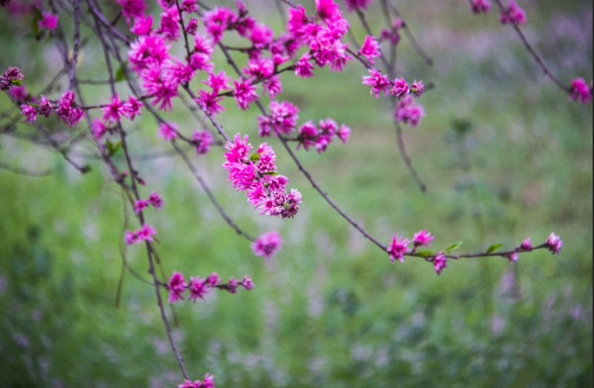 西部兰花园：属于你的花花世界，只说给你的花言巧语