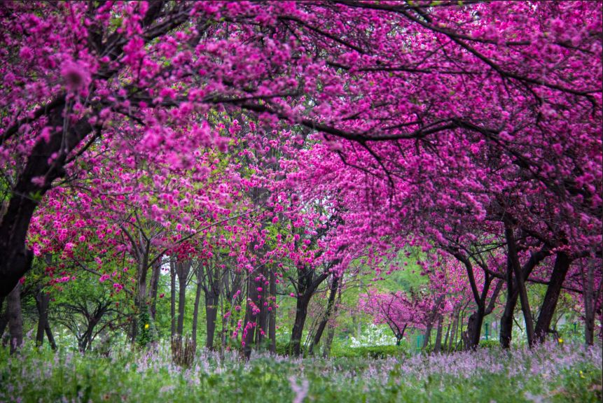 西部兰花园：属于你的花花世界，只说给你的花言巧语