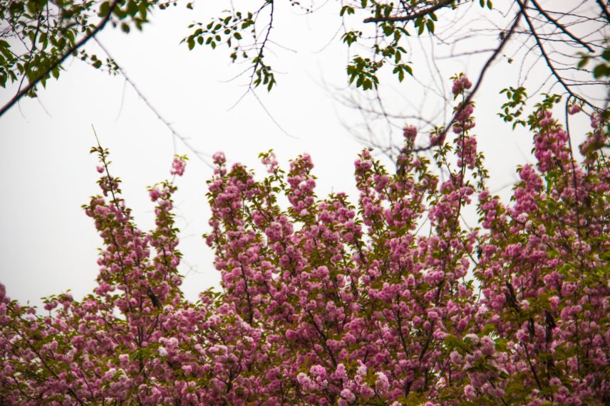 西部兰花园：属于你的花花世界，只说给你的花言巧语