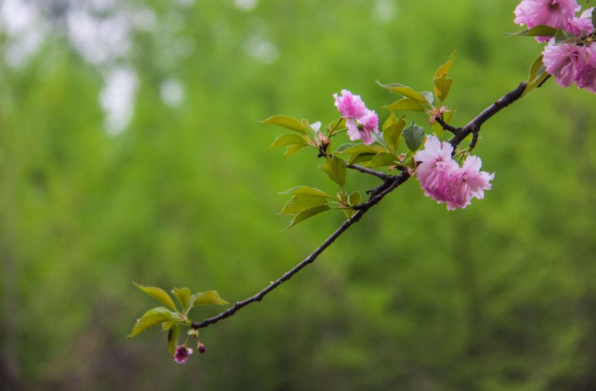 西部兰花园：属于你的花花世界，只说给你的花言巧语