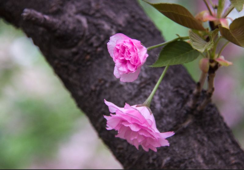 西部兰花园：属于你的花花世界，只说给你的花言巧语