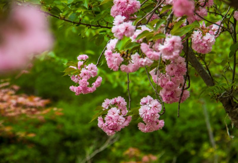 西部兰花园：属于你的花花世界，只说给你的花言巧语