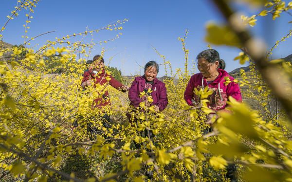 卢氏县今日连翘价格(卢氏县连翘种植基地)