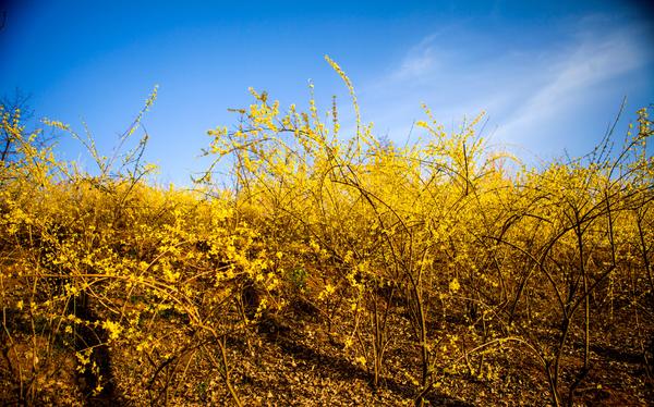 卢氏县今日连翘价格(卢氏县连翘种植基地)-皮皮自媒体