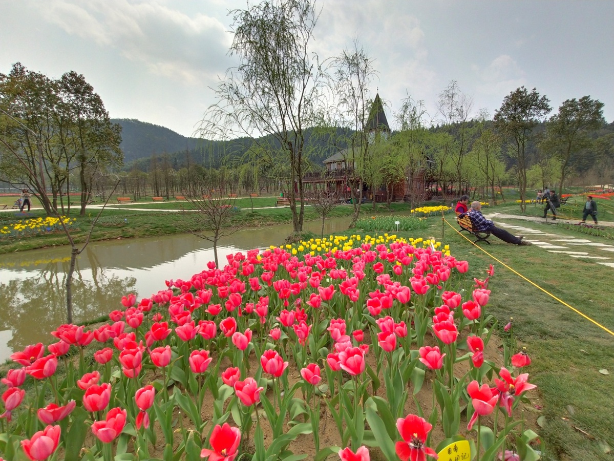 2019南昌市第二届郁金香花展将于3月23日-4月23日在罗亭（义坪）鲜花小镇田园综合体隆重启幕