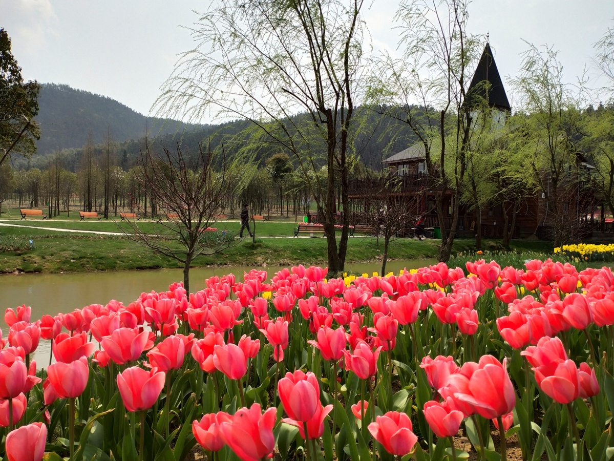 2019南昌市第二届郁金香花展将于3月23日-4月23日在罗亭（义坪）鲜花小镇田园综合体隆重启幕