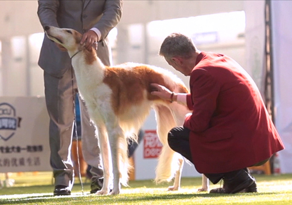 2019犬展世界杯(“犬界奥林匹克”37年后重归亚洲：4月30日在上海开幕)