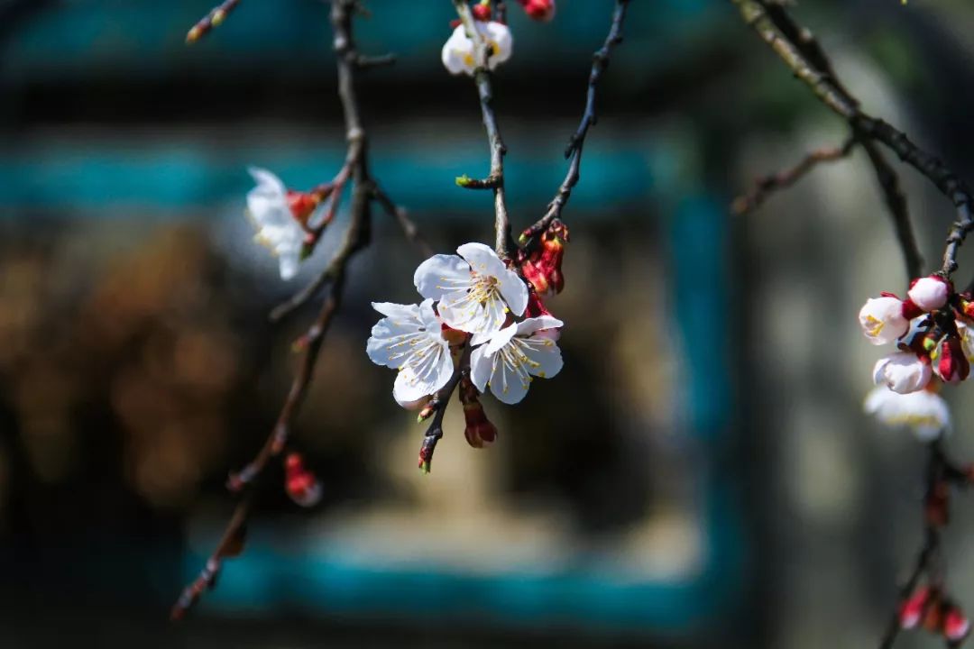 诗词中的“杏花”，每一朵都惊艳了春天！