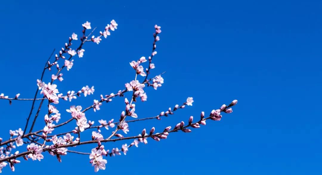 诗词中的“杏花”，每一朵都惊艳了春天！