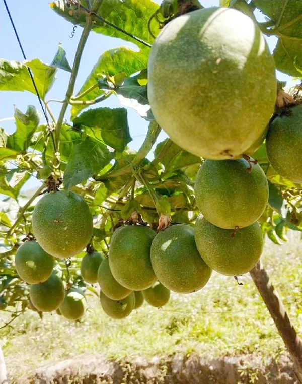 一年四季都能开花结果，北流培育出“不怕冷”的百香果新品种！