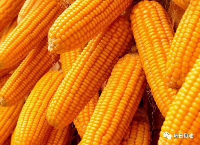 翻开历史 在2014年国内玉米收购价格曾创出每斤1.4元的历史高位