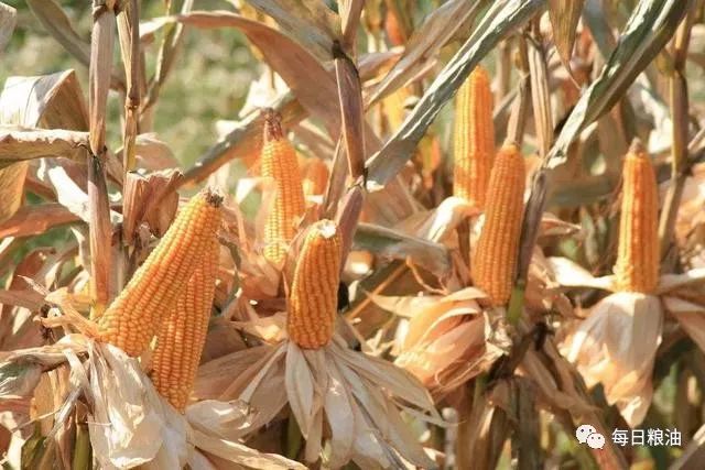 翻开历史 在2014年国内玉米收购价格曾创出每斤1.4元的历史高位