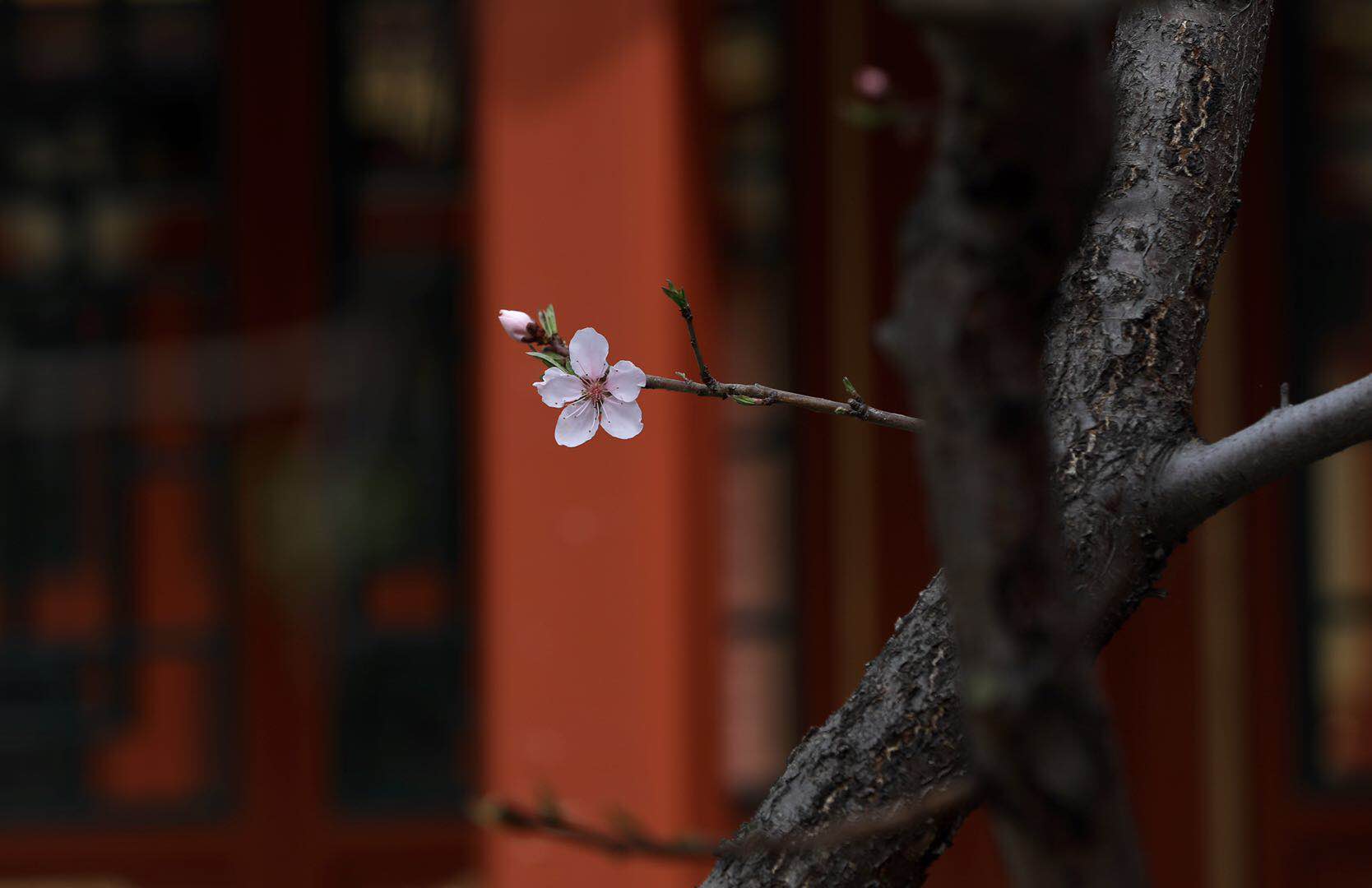 草长莺飞时 故宫看花去